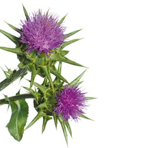 Milk Thistle Organic Powder 4oz