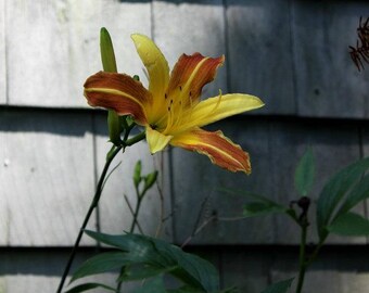 Day Lilly - Greeting Card