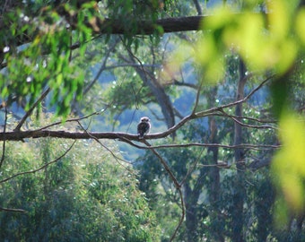 Kookaburra photograph. Australian bird photo. Unframed 6x4 nature wall decor.