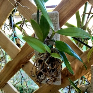 Orchid Pottery Mini Wave Mount- Random Texture