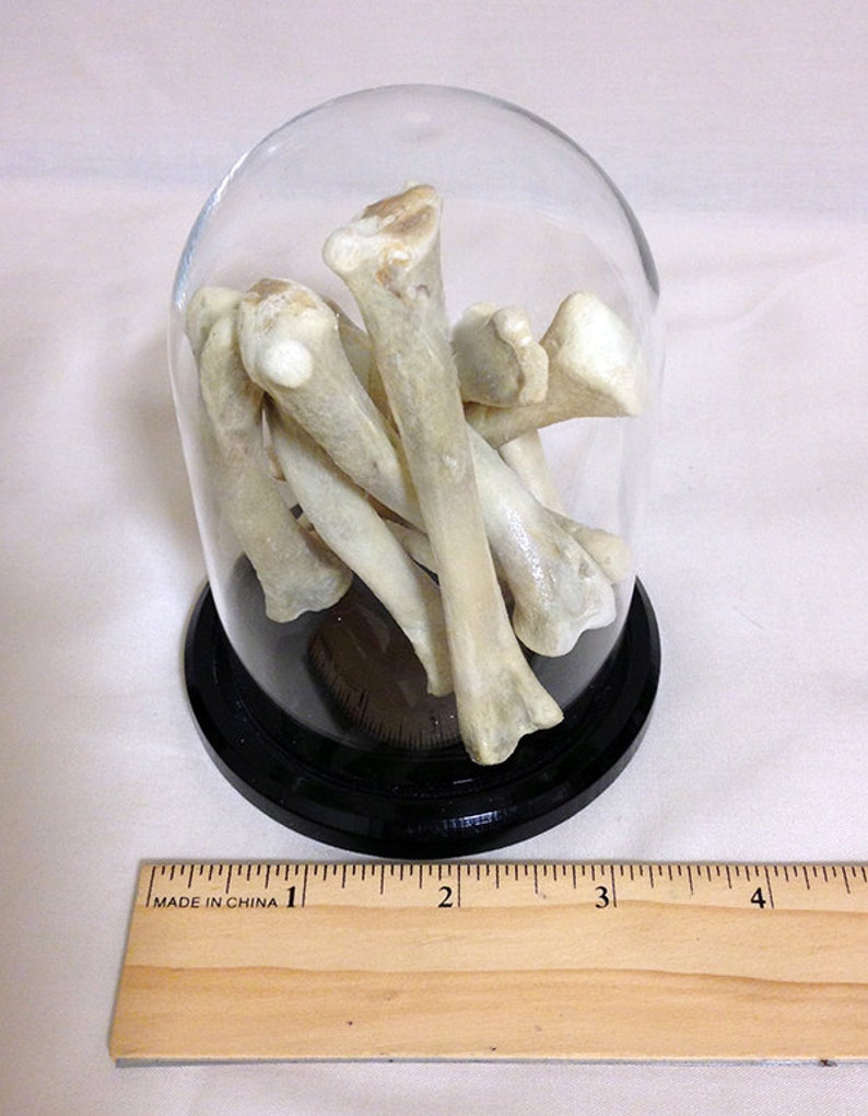 Bones in a Glass Dome Etsy