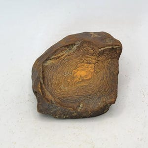 May include: A brown, irregularly shaped rock with concentric circular patterns in shades of brown and orange. The rock has a rough, textured surface and appears to be a natural stone specimen. The background is plain white.