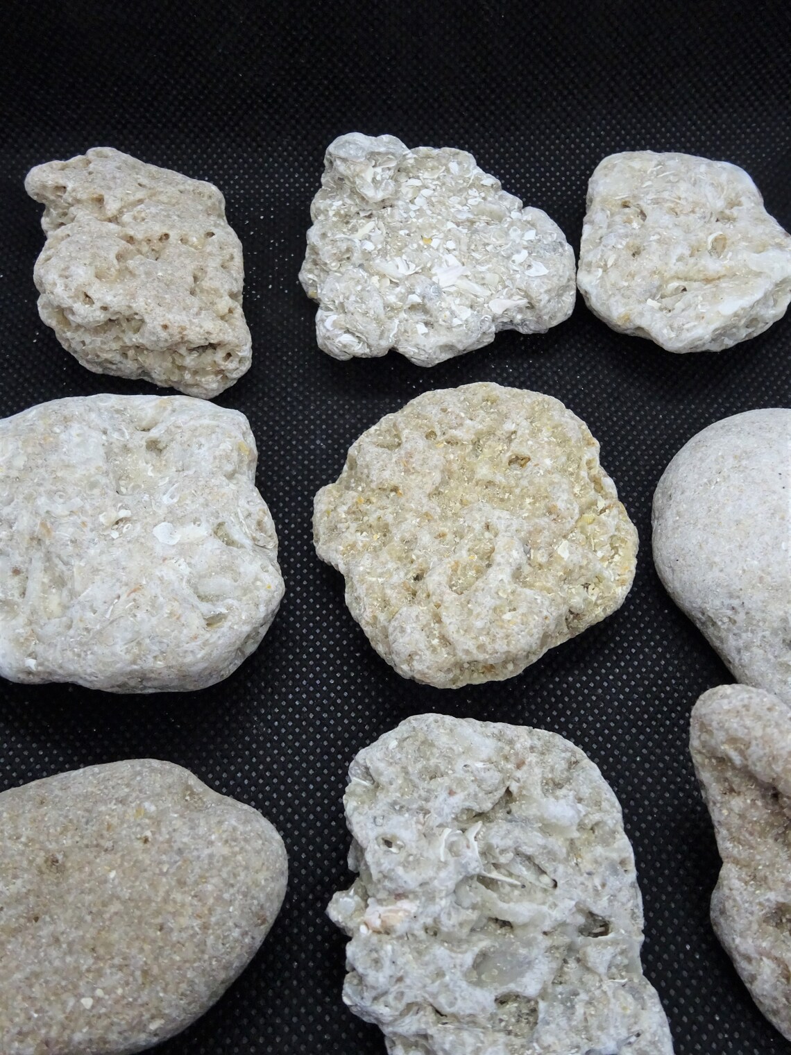 Small Coquina Rock Slab Etsy