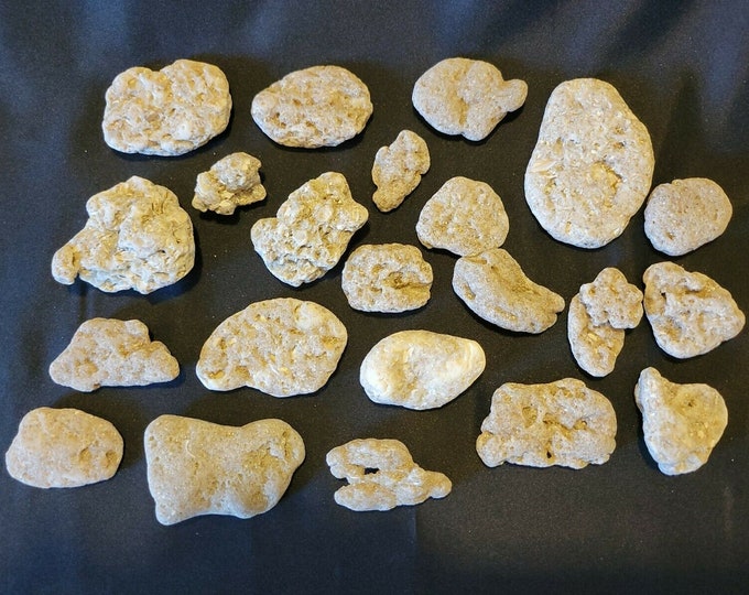 Coquina Rock Small Bulk Etsy