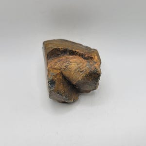 Horned Coral Fossil Rough
