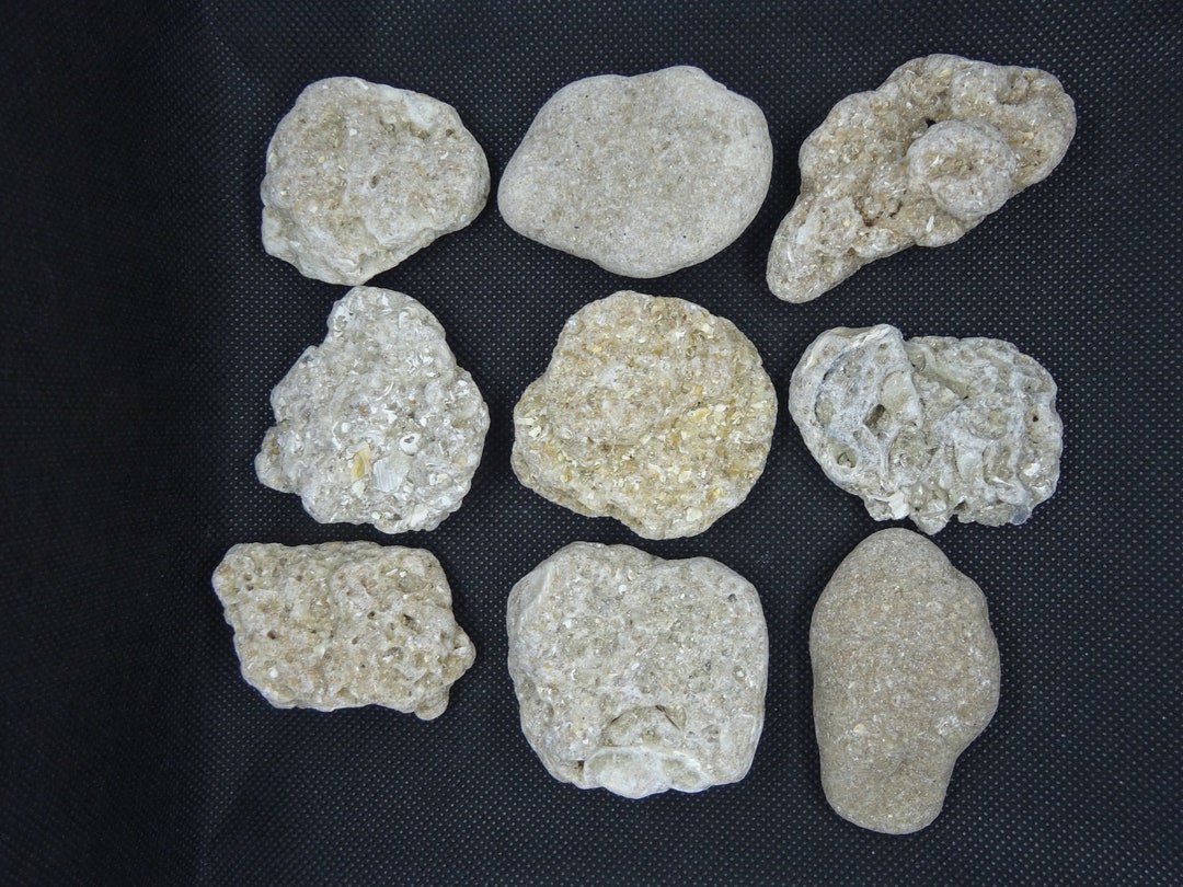 Small Coquina Rock Slab Etsy