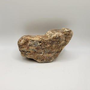 Raw Petrified Wood