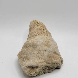 Horned Coral Fossil Rough