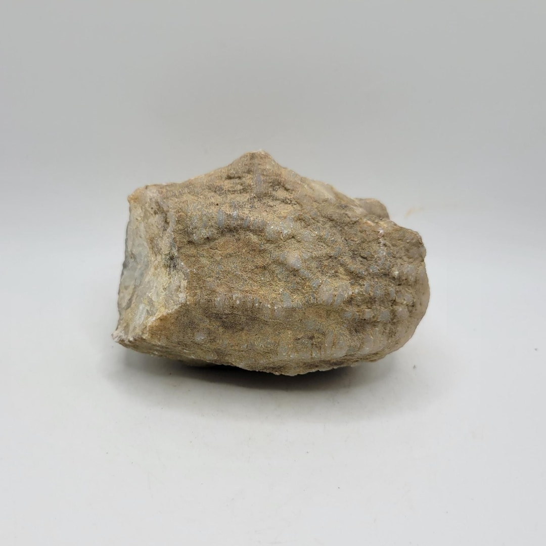 Cilisified Rocks Silicified (geodized) Large Quartz Coral Fossil Rough - Etsy