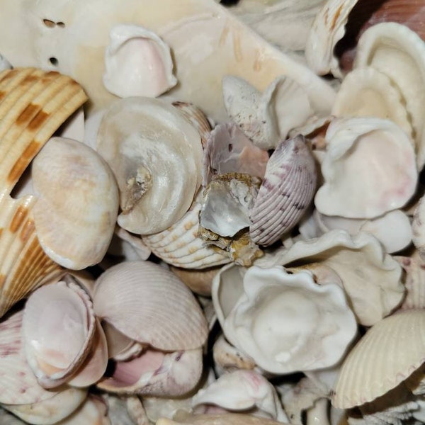 Flat Spiral Shells Etsy