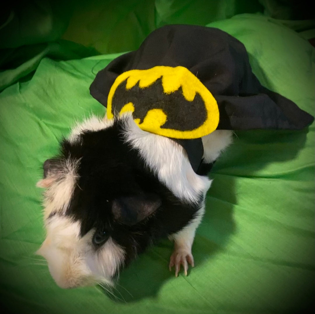 Bat Guinea Pig Halloween Costume Etsy