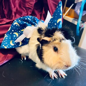 Piggy pants best sale guinea pig diapers