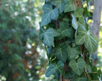 English Ivy Cuttings: Easy-to-Root Live Plants (6-inch)