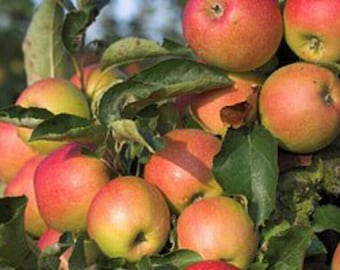 12 Organic Gala Apple Tree Cuttings: Grafting/Rooting Scions