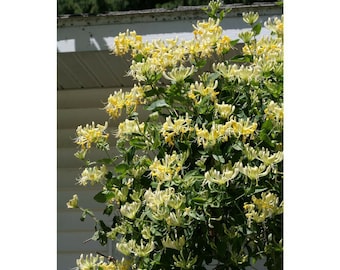 7 Japanese Honey Suckle Cuttings 4-6 inch Long Vines NO ROOTS white yellow floral