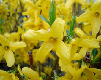 Forsythia Cuttings: 10 Unrooted Stems for Spring Blooms