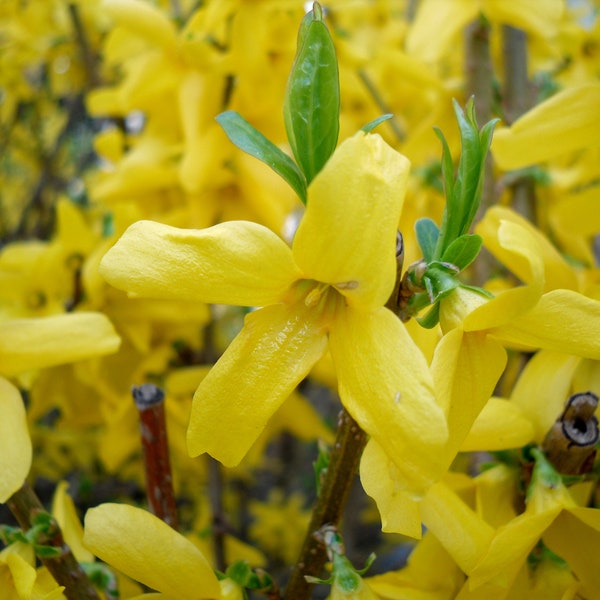 10 Forsythia Cuttings - No Roots 5-8 inches long Ready to Root Plant in soil or put in water EASY