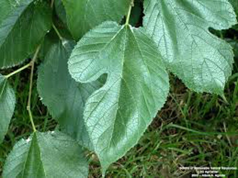 Mulberry Tree Cuttings Organic Plant Grafting or Rooting ...