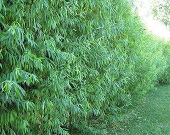 Hybrid Aussie Willow Trees Fast Growing Privacy Shade Easy to Grow No Roots - 10 cuttings 4- 6 inches long Each