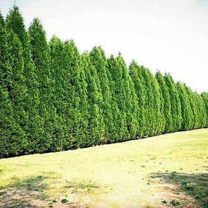 Cypress Tree 15 CUTTINGS Privacy Screen Fast Growing { No Roots } LEYLAND CYPRESS