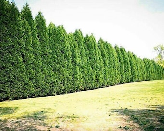 Cypress Tree 15 CUTTINGS Privacy Screen Fast Growing { No Roots } LEYLAND CYPRESS