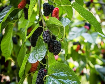 Organic Mulberry Tree Cuttings: Grafting/Rooting Scions - Self Fertile