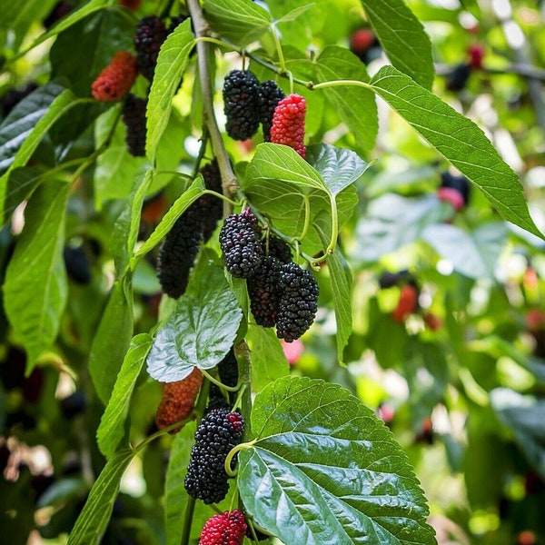 Mulberry Tree Cuttings Organic Plant Grafting or Rooting Scions Self Fertile not rooted must root yourself - 12 cuttings about 6 inches long