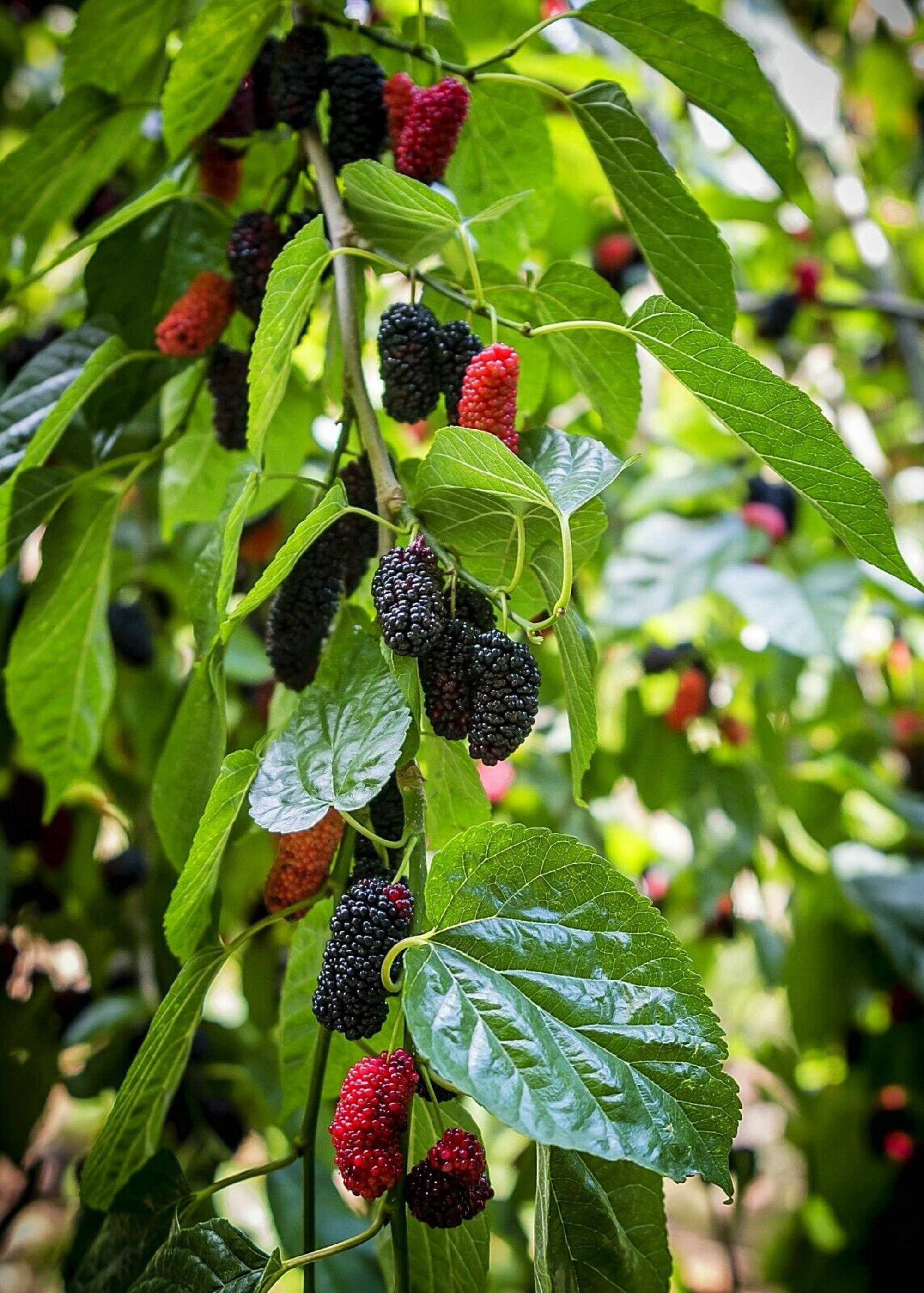 Mulberry Tree Cuttings Organic Plant Grafting or Rooting