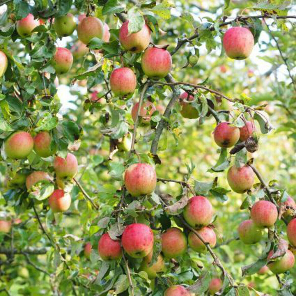 12 APPLE TREE CUTTINGS Organic Plant Grafting or Rooting Etsy
