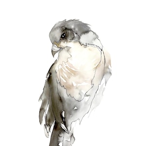 Falcon Bird Watercolor and Ink Painting, Peregrine, Print of Original Bird Art
