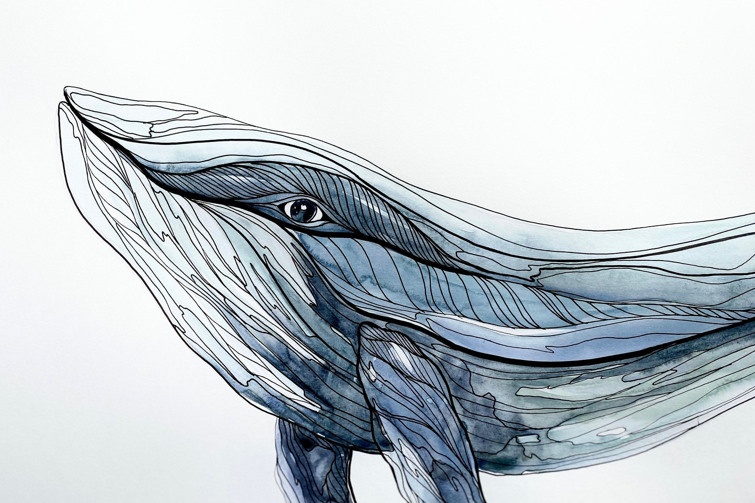 Humpback Whale — Morgan Padgett Art