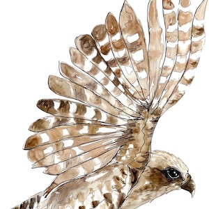 May include: Watercolor illustration of a hawk in flight, featuring detailed brown and white feathers. The bird's eye is visible, with a sharp beak and a dynamic wing spread against a white background. The artwork captures the essence of avian grace and movement.