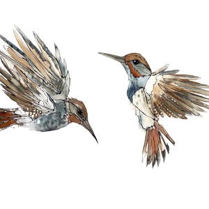 Puede incluir: Ilustración en acuarela de dos colibríes en vuelo. Las aves presentan patrones de plumas detallados en tonos marrones, grises y blancos, con largos picos y alas extendidas sobre un fondo blanco.