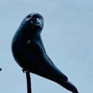 Dollhouse Miniature Single Crow or Raven Looking to the Side -- 1:12 Scale