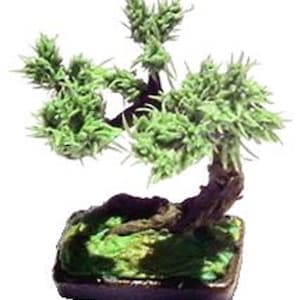 Dollhouse Miniature Bonsai Tree in Pot - 1:12 Scale