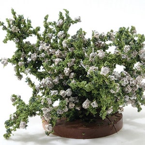 Puede incluir: Un arbusto verde en miniatura con flores blancas, en maceta en una maceta marrón. El arbusto es una réplica realista de una planta con flores.