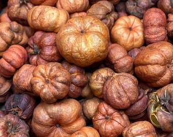 May include: A close-up of a pile of dried orange and brown gourds. The gourds are arranged in a random pattern and are all different sizes and shapes.