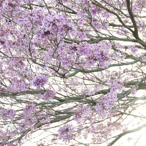 20 Pink Tabebuia Tree Seeds, Heterophylla Pink Rosea Trumpet,  Apamate, Pink Poui, Pink Tecoma
