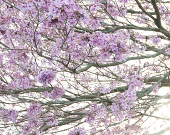 Peut inclure: Gros plan sur une branche d'arbre avec des fleurs roses. Les branches sont fines et délicates, et les fleurs sont regroupées en grappes. L'arrière-plan est d'un blanc doux.