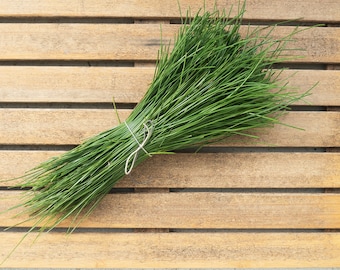 Agujas de pino de cosecha fresca para té, tinturas y artesanías