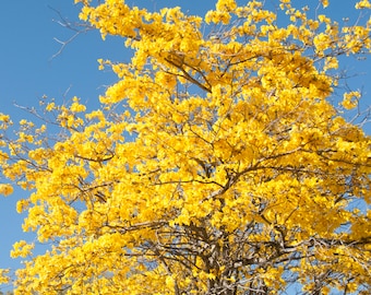 Peut inclure: Un arbre avec des fleurs jaunes vives en pleine floraison sur un ciel bleu clair.