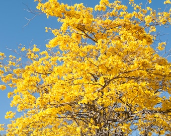 Seeds Yellow Tabebuia Tree, Yellow Trumpet Tree, Tabebuia Chrysotricha - Gold Tree, Gold Trumpet Tree Seeds