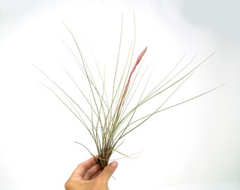 Tillandsia Bromeliad Air Plant, Indoor Plant, Home Decor Greenery, Terrarium