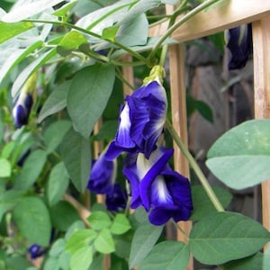 20 semillas de guisante de mariposa, ¡prepara una infusión de hierbas que cambia de color! Semillas de flores de té, planta Clitoria ternatea, semillas de té azul Bunga Telang