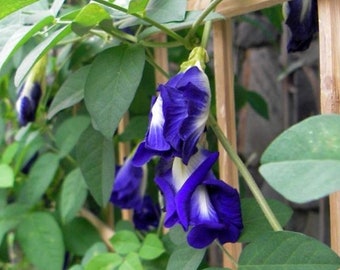 35 Butterfly Pea Vine Seeds, Makes a Color Changing Herbal Tea Drink! Tea Flower Seeds, Clitoria Ternatea Plant, Bunga Telang Blue Tea Seeds