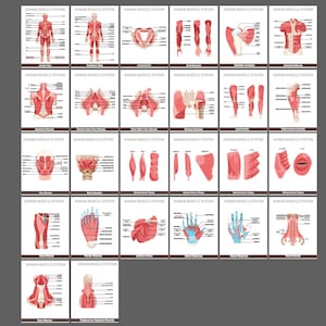 Set menselijk spierstelsel - voor- en achteraanzicht - glad spierweefsel - educatief afdrukbaar | Anatomisch hulpmiddel voor docenten en studenten