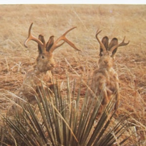 Jackalope Vintage carte postale, Jackalope amis, Wyoming humour carte postale
