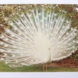 carte postale de paon de cru, Sarasota Jungle Gardens, Paon de Floride, Carte postale de floride, paon blanc