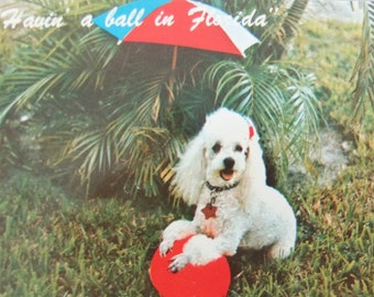 Vintage Florida Postcard, Unused Postcard, Poodle Postcard, Having a Ball in Florida Vintage Postcard