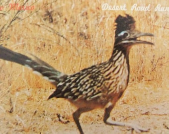 Postal de Correcaminos, Postal de Desert Roadrunner, Postal vintage de Nuevo México sin usar, Correcaminos vintage